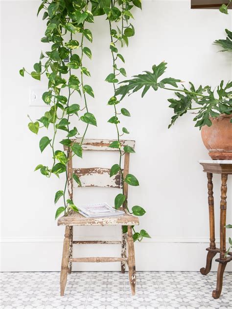 Encuentra fotos de stock perfectas e imágenes editoriales de noticias sobre planta de interior en getty images. Plantas enredaderas y trepadoras para decorar la casa