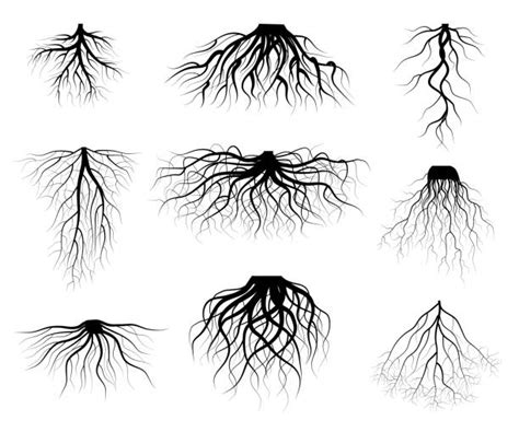 Root Illustrations Royalty Free Vector Graphics And Clip Art Istock