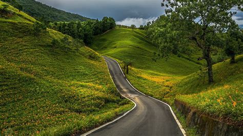 Road Between Yellow Flowers Plants Green Grasses And Trees Hd Nature