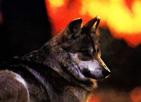 Mexican Gray Wolf Canis Lupus Baileyi 회색이리 Image Only