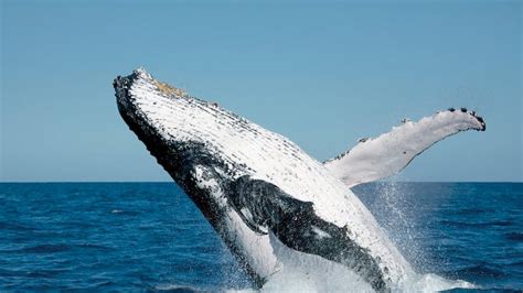 Fraser Island Whale Watch Cruise Visit Fraser Coast