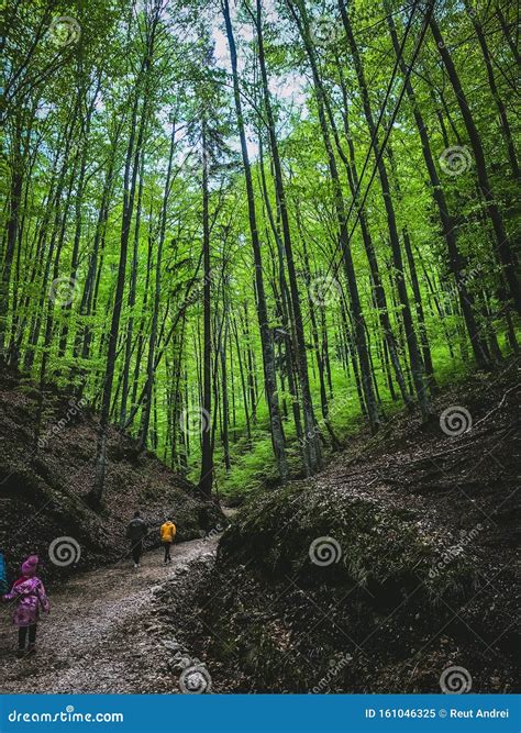 Forest Stock Image Image Of Green Forest Tree Cave 161046325