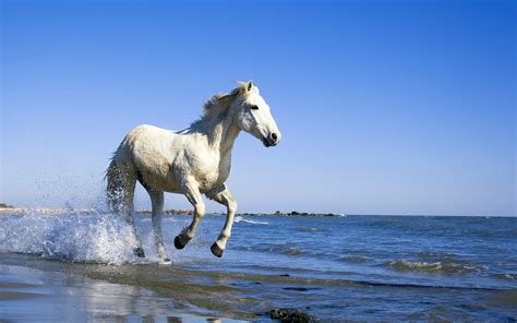 Camargue White Horse Wallpapers Hd Wallpapers Id 10476