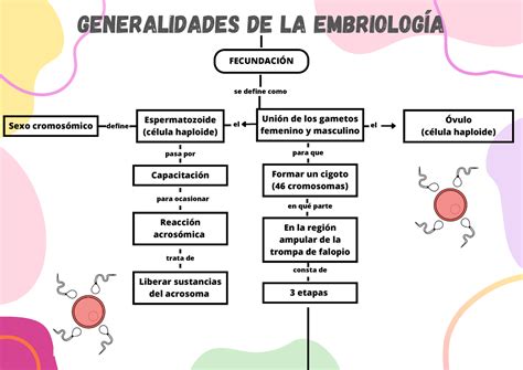 Mapa Conceptual FecundaciÓn Generalidades De La EmbriologÍa