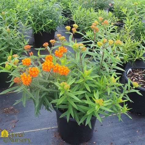 Asclepias Tuberosa Butterfly Weed From Home Nursery