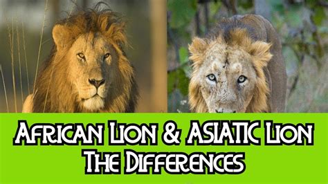 African Lion Asiatic Lion The Differences YouTube