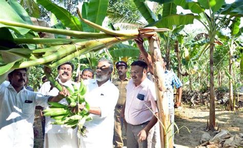 Idle Land Now A Banana Farm Thiruvananthapuram First