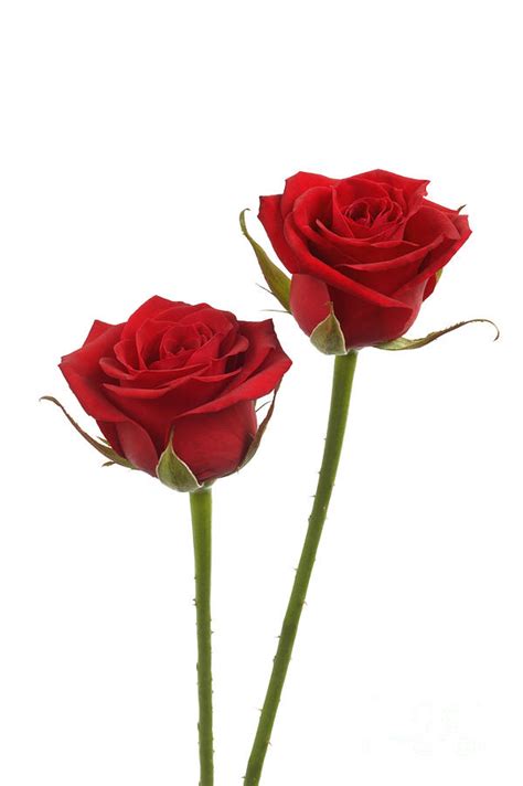 Two Long Stemmed Red Roses Photograph By Rosemary Calvert Fine Art