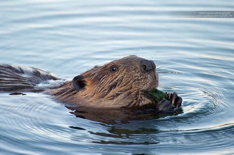 North American Beaver Eating A North American Beaver Chews Flickr