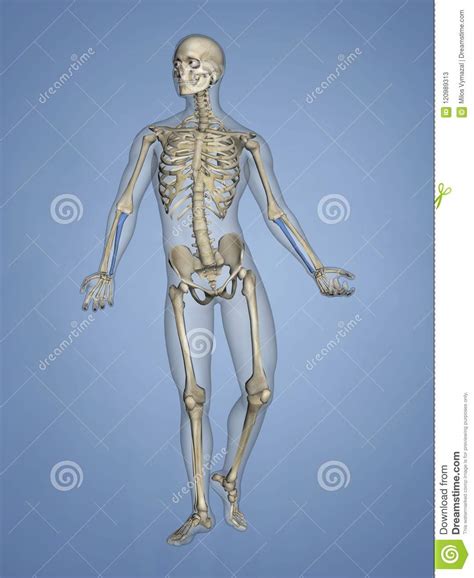The long bones, longer than they are short bones are about as long as they are wide. Ulna, Human Skeleton, 3D Model Stock Illustration ...