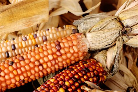 Indian Corn 1 Free Stock Photo Public Domain Pictures