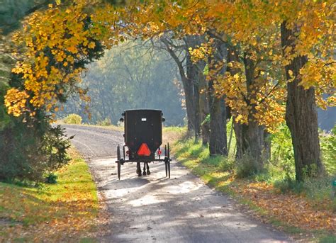 Amish Bugg Going Through Fall Trees Smithsonian Photo Contest