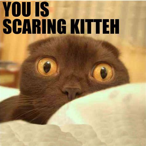 Scaredy Cat Funny Cat Photos Funny Animal Pictures Funny Cat Pictures