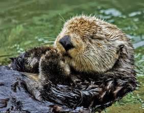 Photographer Sharon Landis Captures Otter Resting His Eyes Between