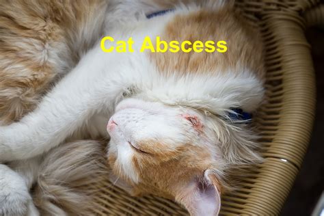 Abscesses In Cats What You Need To Know Emergency Animal Care Braselton