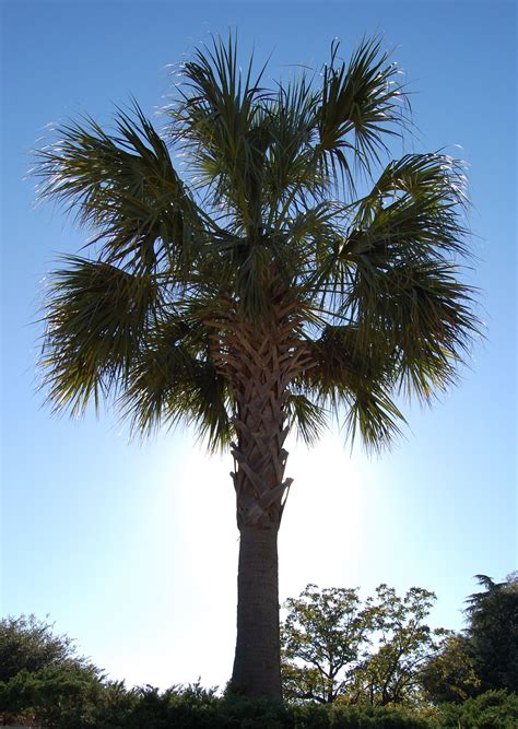 How Much Are Palm Trees In South Carolina Grayce Daley
