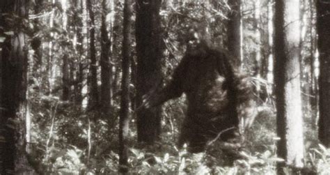 The Legend Of Sasquatch In Bigfoot Sightings Too Unnerving To Ignore