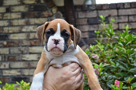 A boxer named junebug gave birth to 5 puppies on july 15th 2010. Bishop's Boxers: South Carolina Boxer Puppies are 7 Weeks Old