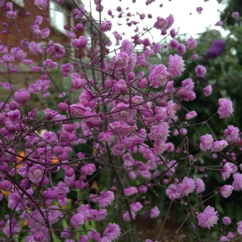 When grown in masses or used as a bedding plant, individual plants should be spaced approximately 18 inches apart. Thalictrum delavayi 'Hewitts Double', Chinese Meadow Rue ...