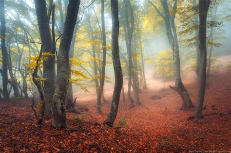 Fairy Tale Forest On Demerdzhi In The Crimea · Ukraine