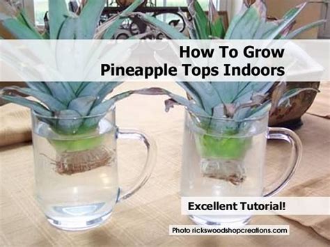 How To Grow Pineapple Tops Indoors