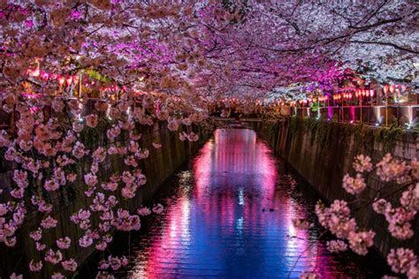 Evening Hanami Cherry Blossom Tour Tokyo Arigato Japan Food Tours Japan S No Food