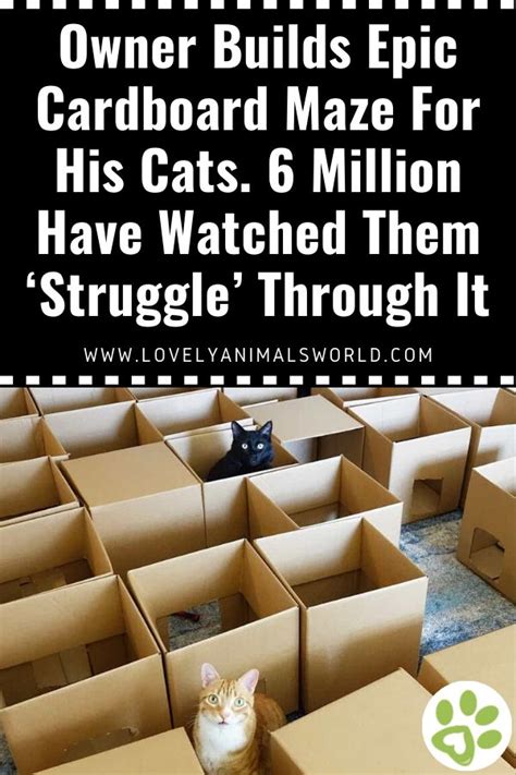 Owner Builds Epic Cardboard Maze For His Cats 6 Million Have Watched