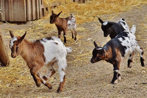 Goat Care And Goat Breeding Information Sheep Farm