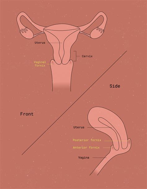 Fornix Female Reproductive System
