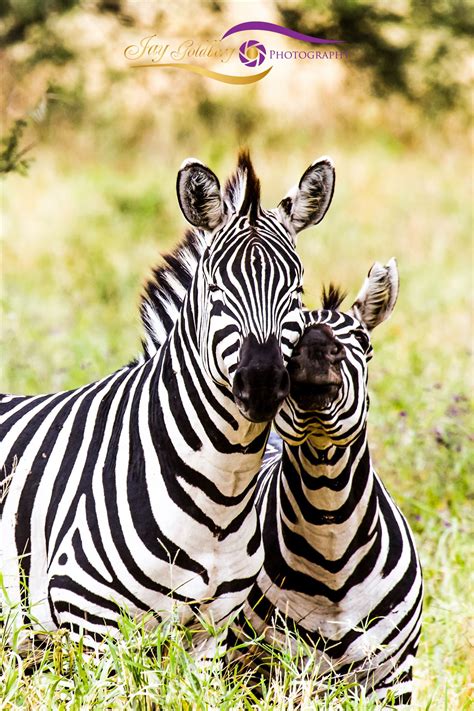 Baby Zebra And Mom 1 By Jay Goldberg Photography Animals