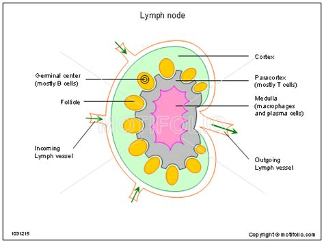 Lymph Node Illustrations