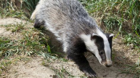 Look For Badger Atlas Of Distribution Of Mammals In Poland Science In Poland