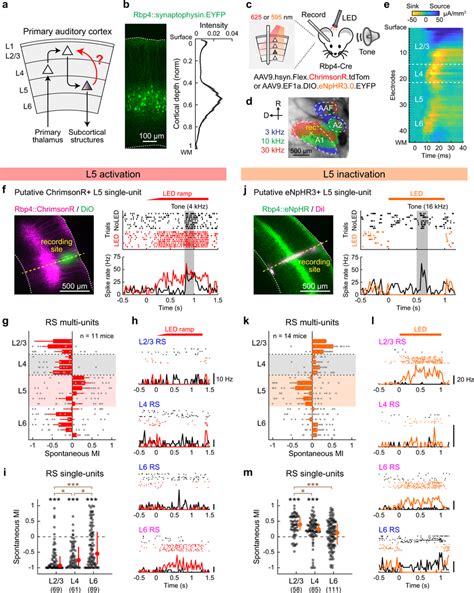 Optogenetic Activation Of L5 Suppresses Superficial Layers A Schematic Download Scientific