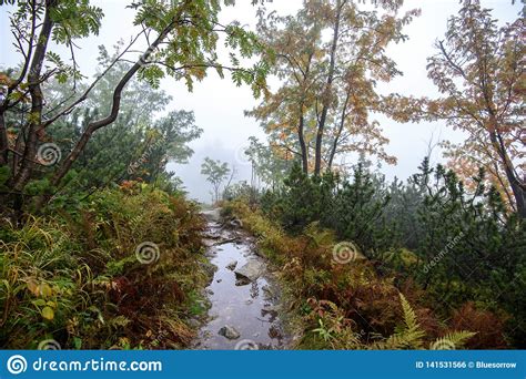 Tourist Hiking Trail In Foggy Misty Day With Rain Stock Photo Image