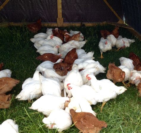 Pastured Poultry Fresh Chickens For Sale