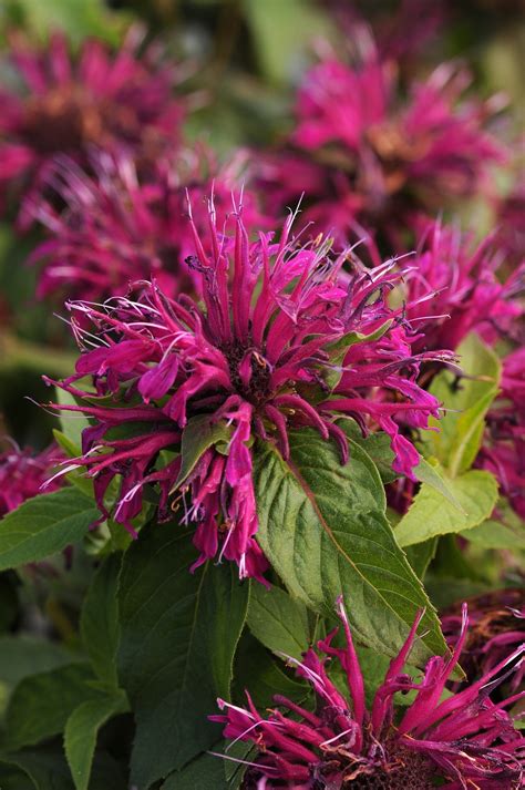 Choose from pink, purple, blue and yellow flowers. Bee Balm, Balmy™ Purple - TheTreeFarm.com