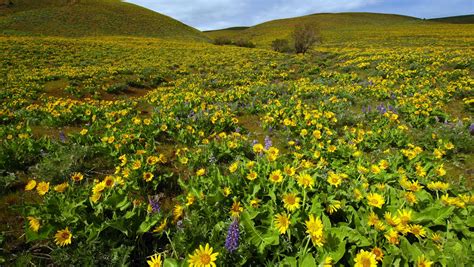 6 Best Easy Wildflower Hikes In Oregons Columbia River Gorge