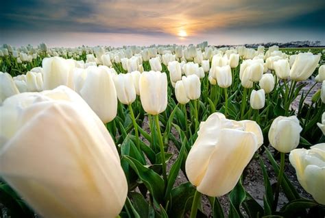 Free Photo Beautiful Shot Of A Field Of White Tulip Flowers During Sunset