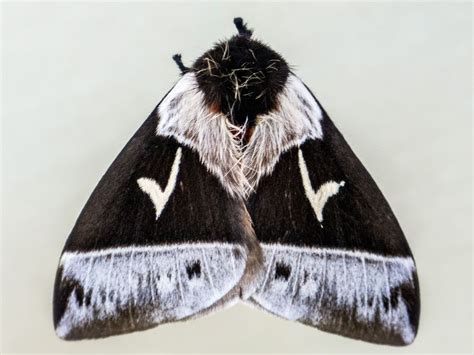 Saturniid Moth Dirphia Brevifurca Priscillaburcher Moth Insects