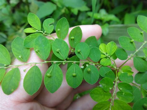 Herbs From Distant Lands Phyllanthus Niruri Stonebreaker Chanca