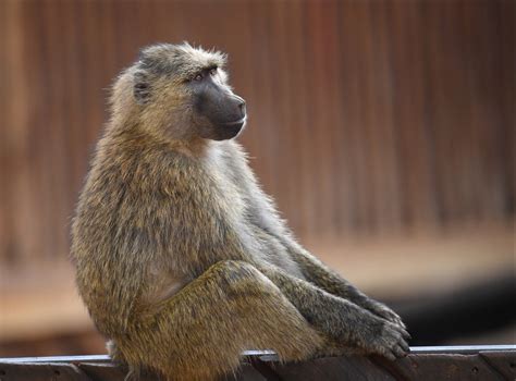 Male Baboons Live Longer If They Have More Female Friends New Research