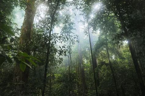 Sentra Tumbuhan Endemik Hutan Hujan Tropis Sumatra Berpotensi Menjadi