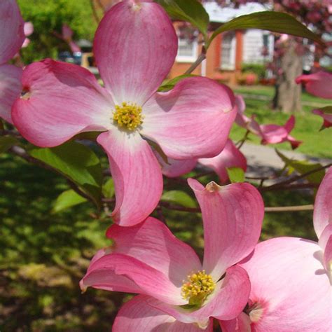 Pink Flowering Dogwood Trees For Sale