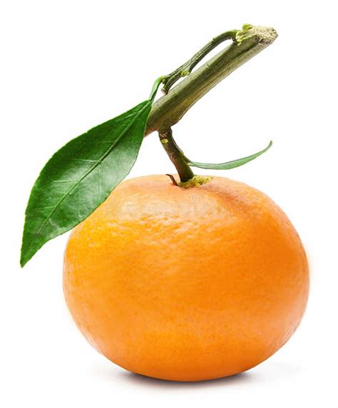 Fresh Mandarin On A Branch With Green Leaves Bright Colours Stock