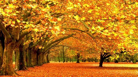 Yellow Maple Leafed Trees And Leaves On Ground 4k Nature Hd Desktop