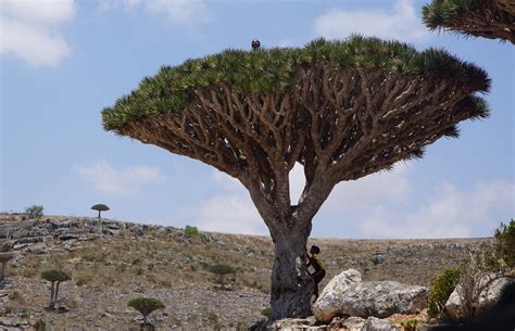 Iconic Dragons Blood Trees In Yemens Socotra Under Threat Daily Sabah