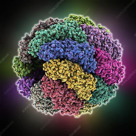 Chaperonin Folding Protein Stock Image C0155560 Science Photo