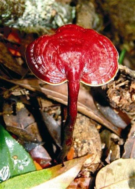 Reishi mushrooms are some of the most widely used medicinal mushrooms in the world. 1000+ images about Medicinal Mushrooms on Pinterest ...