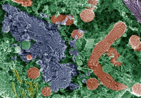 Any given cell will have three major components. Cell Organelles, Sem Photograph by Dr David Furness, Keele ...