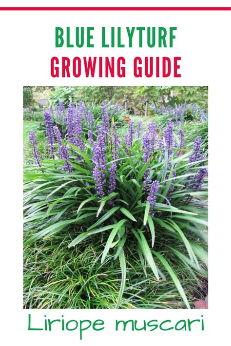 Advice On Growing Liriope Muscari Commonly Known As The Big Blue
